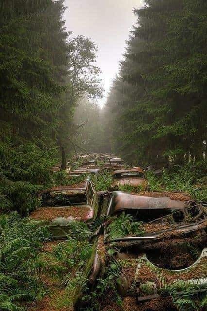 no-use-cars-in-forest