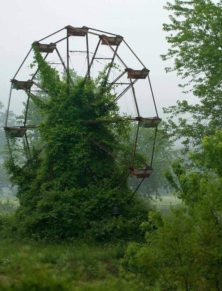 no-use-giant-wheel-in-forest