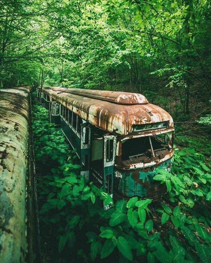 old-train-in-forest