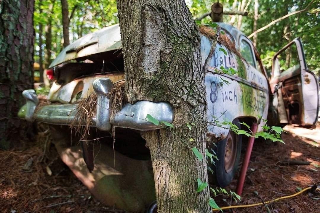 tree-in-old-car-2