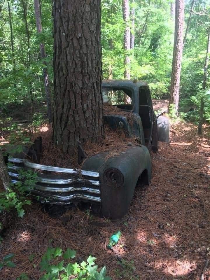 tree-in-old-car-3