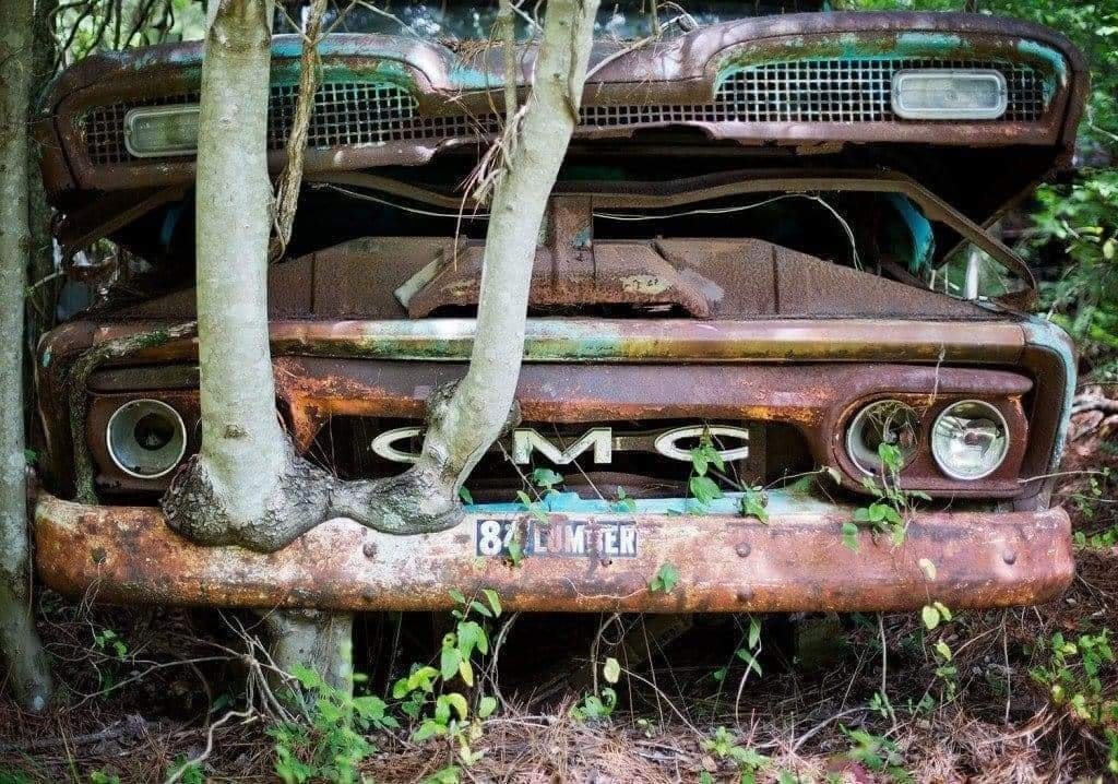 tree-in-old-car-4