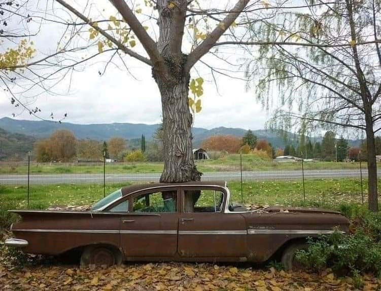 tree-in-old-car-6