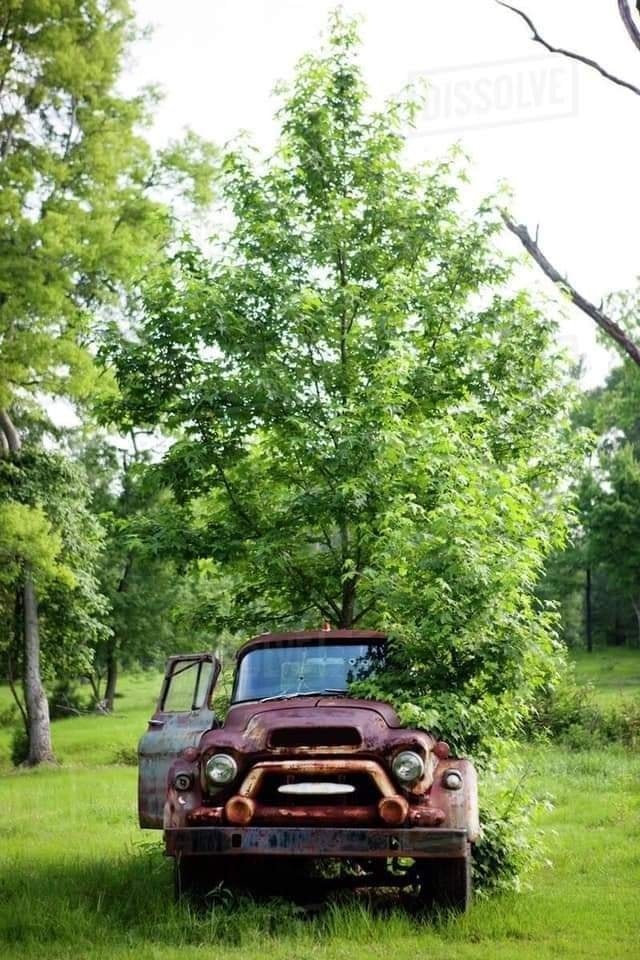 tree-in-old-car-7