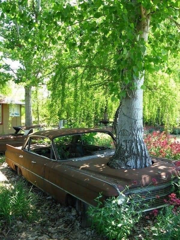 tree-in-old-car