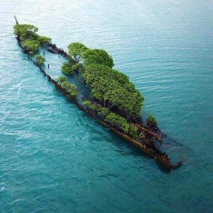 tree-on-old-ship-on-sea
