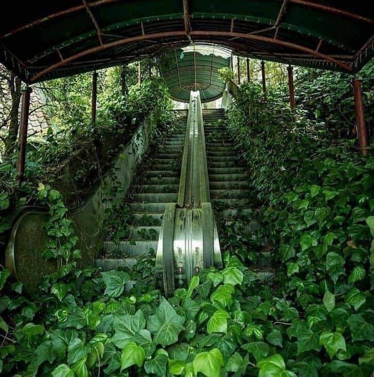 tropical-tree-grow-in-escalator